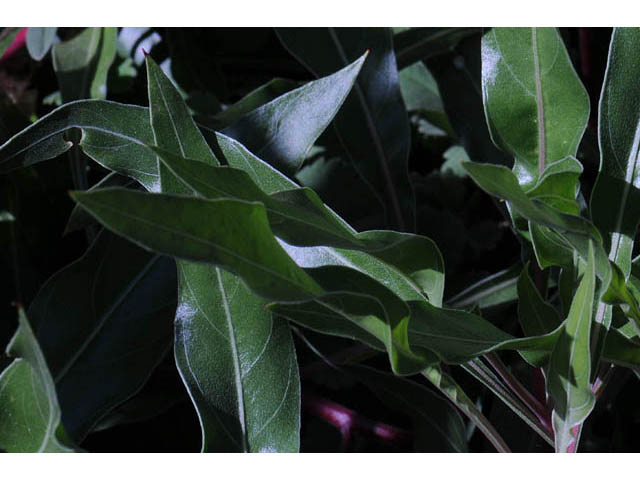 Oenothera macrocarpa ssp. macrocarpa (Bigfruit evening-primrose) #69828