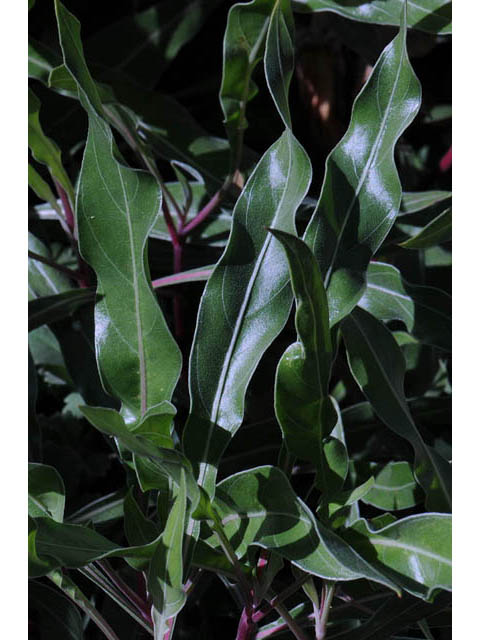 Oenothera macrocarpa ssp. macrocarpa (Bigfruit evening-primrose) #69829