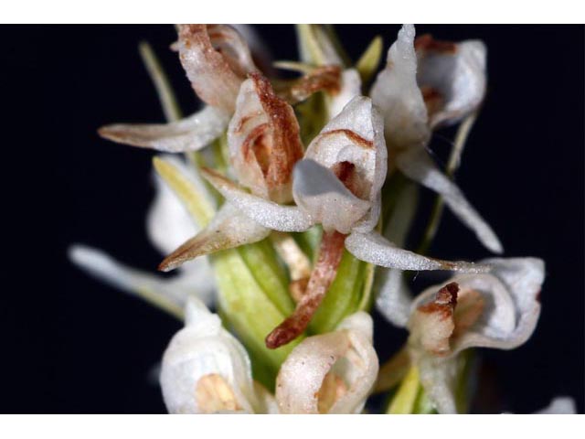 Platanthera dilatata var. albiflora (Scentbottle) #69881