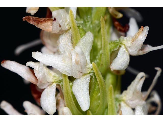 Platanthera dilatata var. albiflora (Scentbottle) #69884