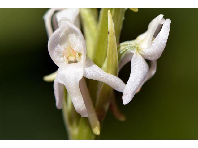 Platanthera dilatata var. leucostachys (Sierra bog orchid) #69890