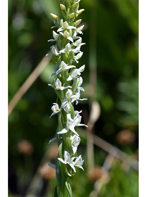 Platanthera dilatata var. leucostachys (Sierra bog orchid) #69904