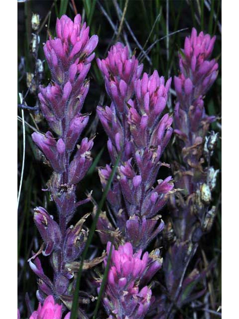 Castilleja angustifolia var. angustifolia (Northwestern indian paintbrush) #69920