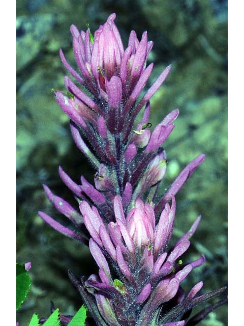Castilleja angustifolia var. angustifolia (Northwestern indian paintbrush) #69922