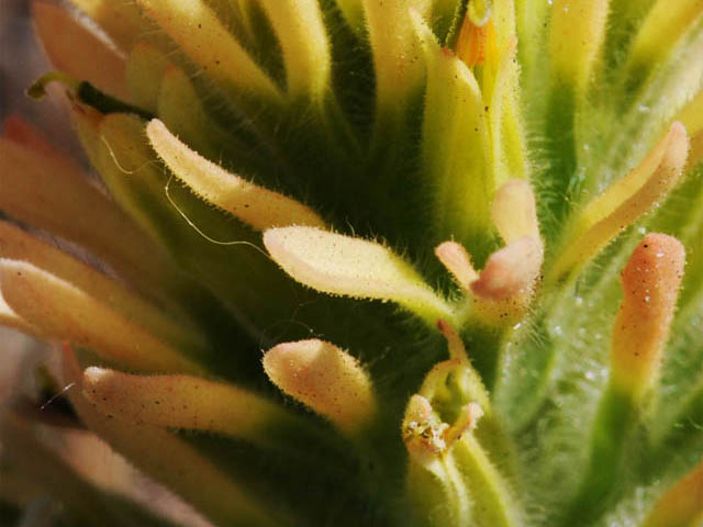 Castilleja angustifolia var. flavescens (Northwestern indian paintbrush) #69950
