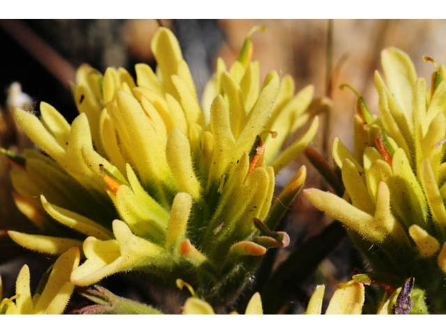 Castilleja angustifolia var. flavescens (Northwestern indian paintbrush) #69951