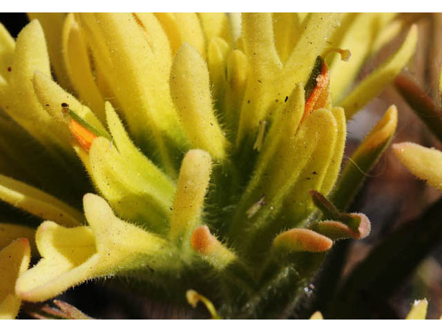 Castilleja angustifolia var. flavescens (Northwestern indian paintbrush) #69952