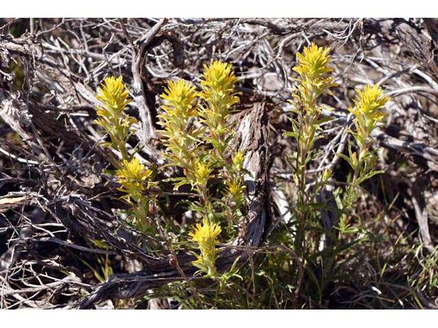 Castilleja applegatei ssp. pinetorum (Wavyleaf indian paintbrush) #69953