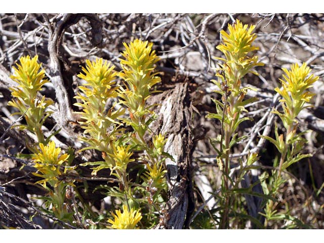 Castilleja applegatei ssp. pinetorum (Wavyleaf indian paintbrush) #69954