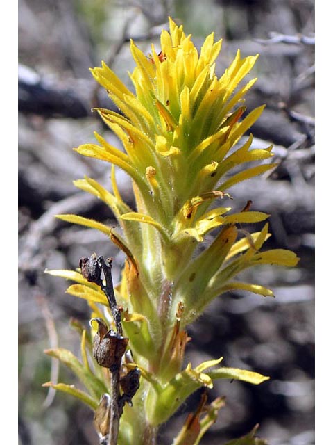Castilleja applegatei ssp. pinetorum (Wavyleaf indian paintbrush) #69957