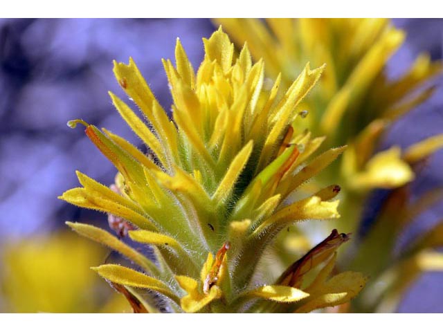 Castilleja applegatei ssp. pinetorum (Wavyleaf indian paintbrush) #69960