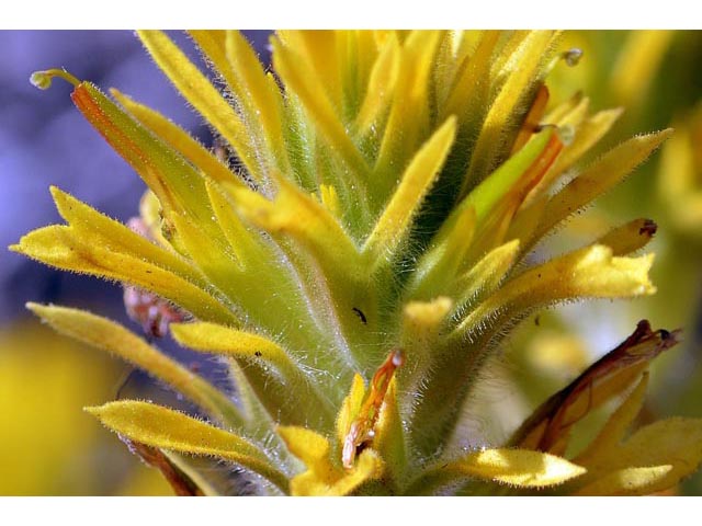 Castilleja applegatei ssp. pinetorum (Wavyleaf indian paintbrush) #69961