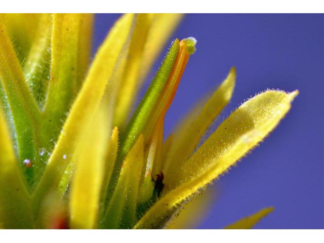 Castilleja applegatei ssp. pinetorum (Wavyleaf indian paintbrush) #69962