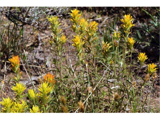 Castilleja applegatei ssp. pinetorum (Wavyleaf indian paintbrush) #69968