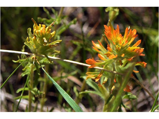 Castilleja applegatei ssp. pinetorum (Wavyleaf indian paintbrush) #69972