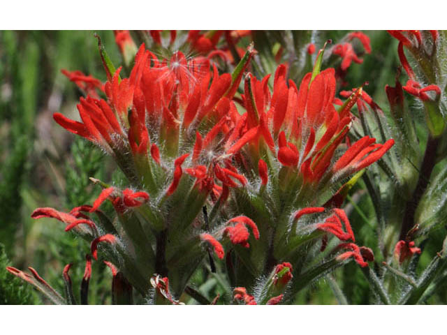 Castilleja angustifolia var. dubia (Showy northwestern indian-paintbrush) #69990