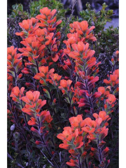 Castilleja latifolia (Monterey indian paintbrush) #70080