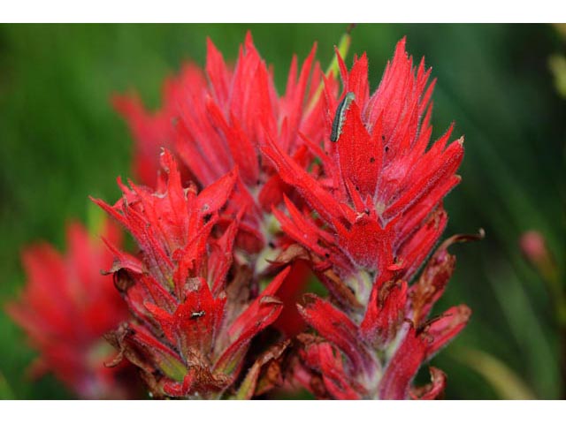 Castilleja miniata ssp. miniata (Giant red indian paintbrush) #70111