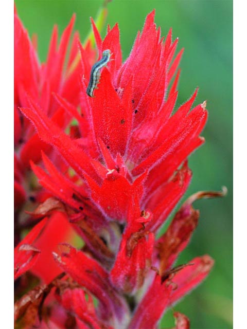 Castilleja miniata ssp. miniata (Giant red indian paintbrush) #70112
