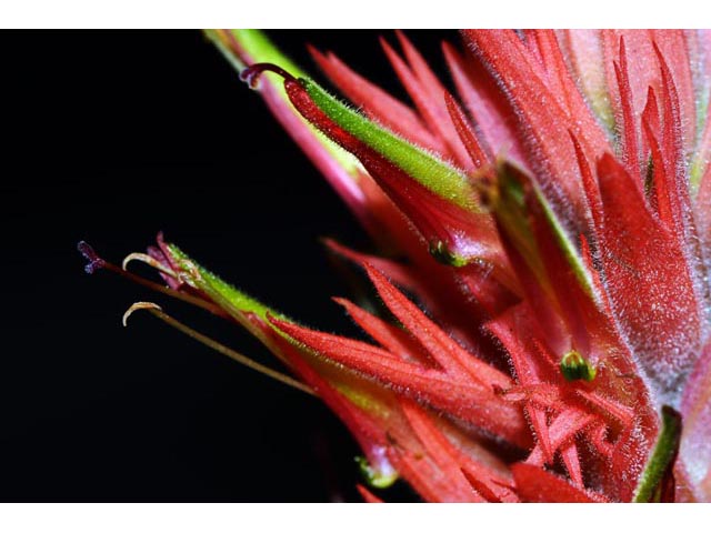 Castilleja miniata ssp. miniata (Giant red indian paintbrush) #70128