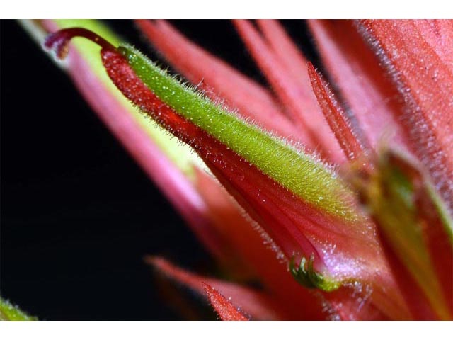 Castilleja miniata ssp. miniata (Giant red indian paintbrush) #70130