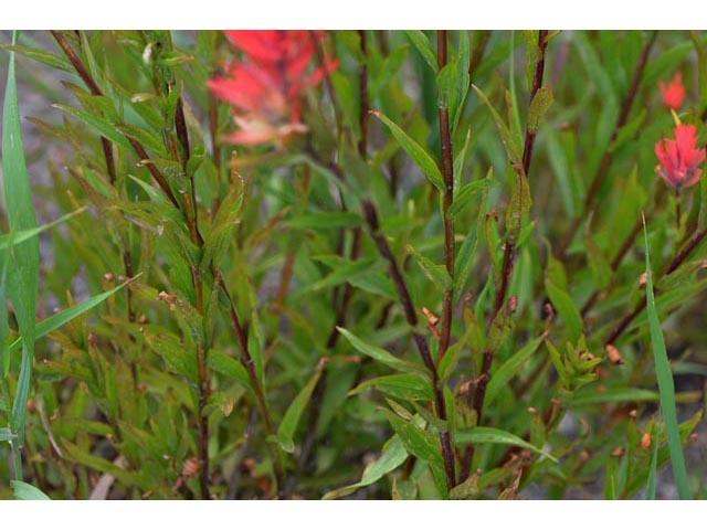 Castilleja miniata ssp. miniata (Giant red indian paintbrush) #70131