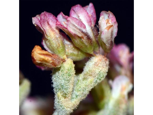Eriogonum corymbosum (Crispleaf buckwheat) #51351