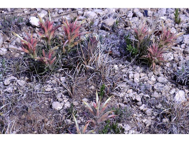 Castilleja sessiliflora (Downy painted cup) #70266