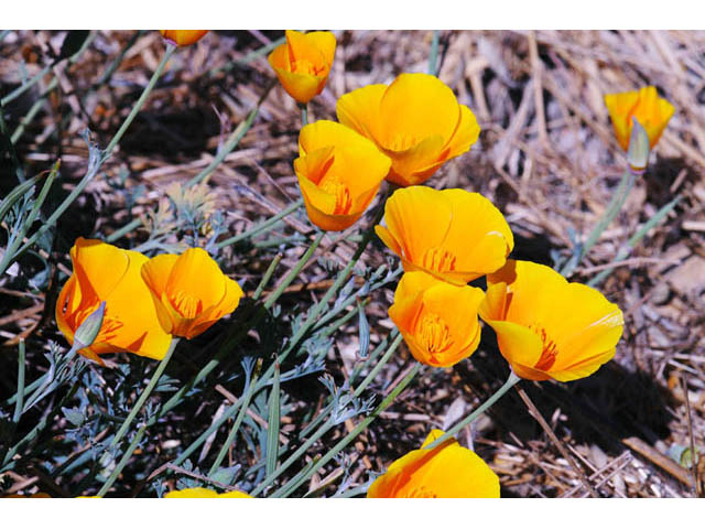 Eschscholzia californica ssp. californica (California poppy) #70363