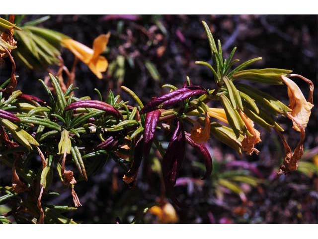 Diplacus aurantiacus ssp. aurantiacus (Orange bush monkeyflower) #70414
