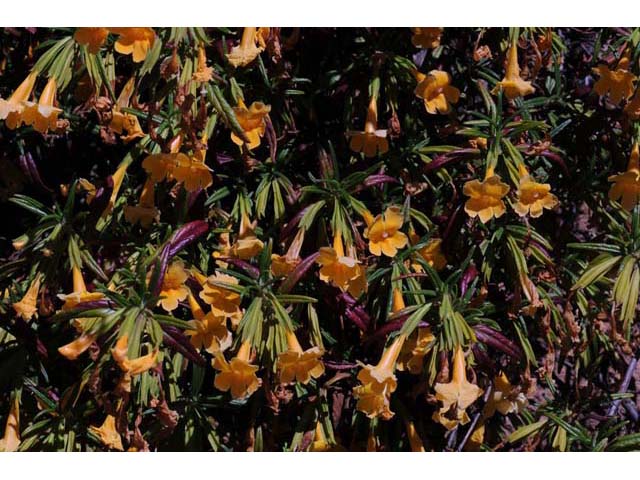 Diplacus aurantiacus ssp. aurantiacus (Orange bush monkeyflower) #70416