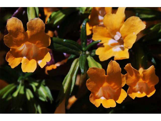 Diplacus aurantiacus ssp. aurantiacus (Orange bush monkeyflower) #70419