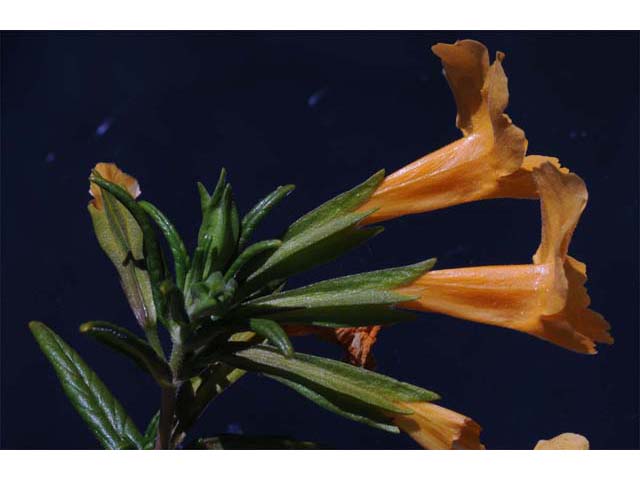 Diplacus aurantiacus ssp. aurantiacus (Orange bush monkeyflower) #70424