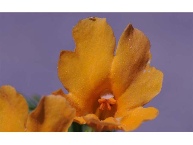 Diplacus aurantiacus ssp. aurantiacus (Orange bush monkeyflower) #70425