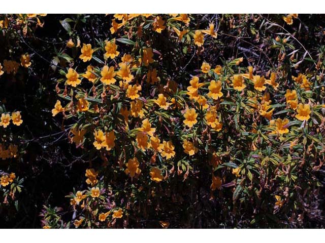 Diplacus aurantiacus (Orange bush monkeyflower) #70430