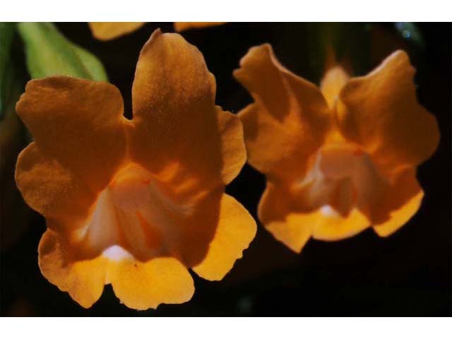 Diplacus aurantiacus (Orange bush monkeyflower) #70442