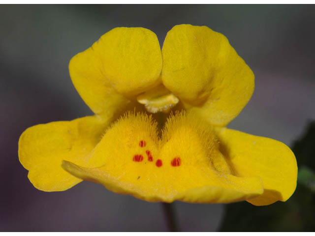 Mimulus guttatus (Yellow monkeyflower) #70458