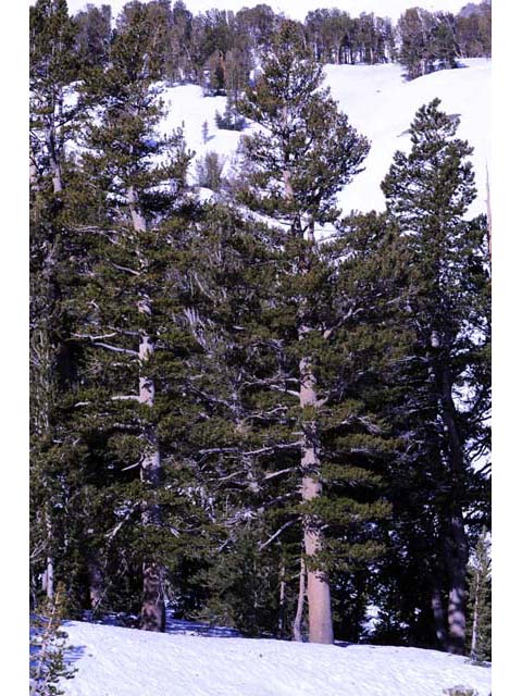 Pinus albicaulis (Whitebark pine) #70493