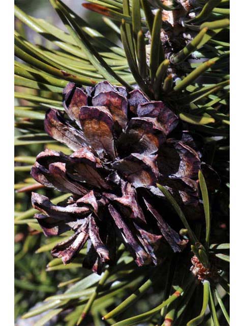 Pinus albicaulis (Whitebark pine) #70499