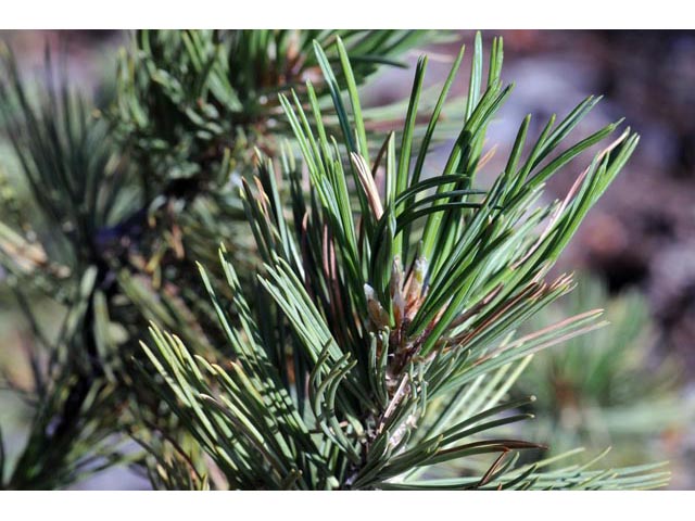 Pinus flexilis (Limber pine) #70519