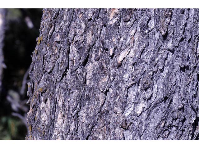 Pinus flexilis (Limber pine) #70532