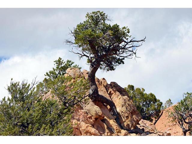 Pinus flexilis (Limber pine) #70541
