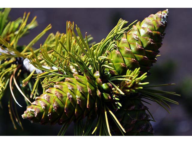 Pinus flexilis (Limber pine) #70546