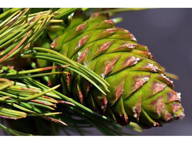 Pinus flexilis (Limber pine) #70548