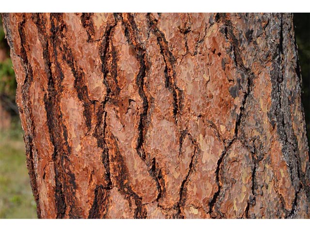 Pinus ponderosa (Ponderosa pine) #70590