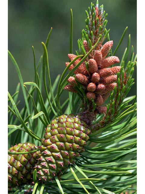Pinus ponderosa var. scopulorum (Rocky mountain ponderosa pine) #70602