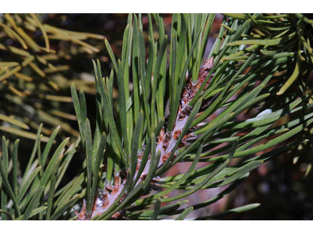 Pinus contorta var. latifolia (Lodgepole pine) #70686