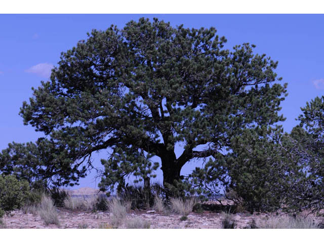 Pinus edulis (Colorado pinyon pine) #70689