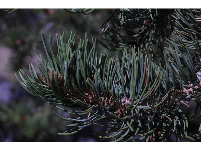 Pinus edulis (Colorado pinyon pine) #70692