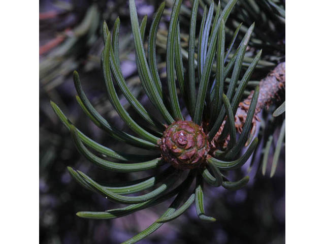 Pinus edulis (Colorado pinyon pine) #70695